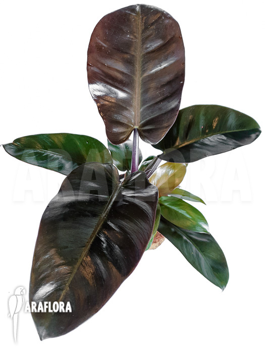 Philodendron x ‚Black Cardinal‘