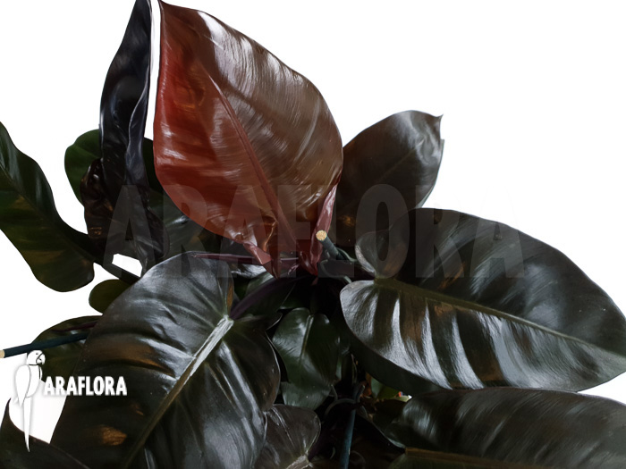 Philodendron x ‚Black Cardinal‘