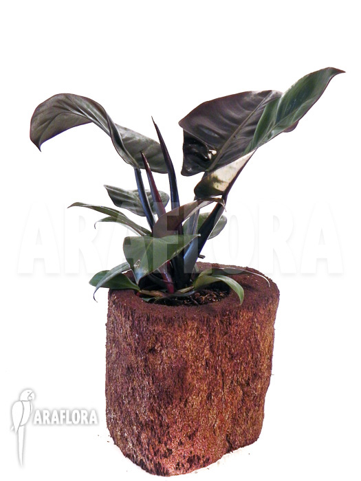 Philodendron x ‚Black Cardinal‘
