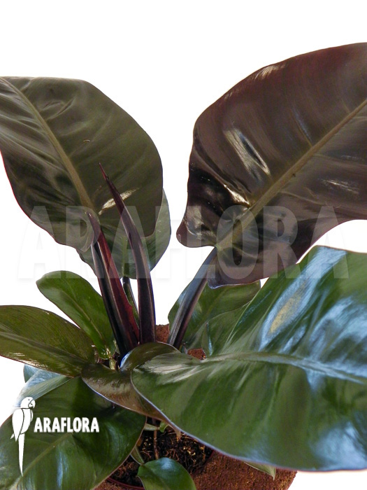 Philodendron x ‚Black Cardinal‘