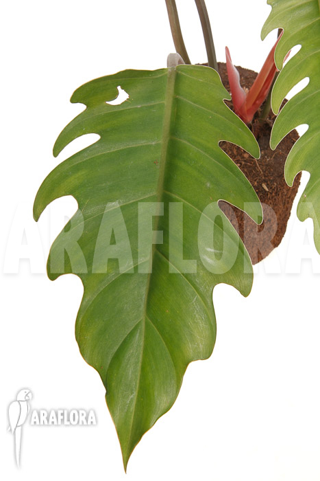 Philodendron x ‚Pluto Red‘ ’starter‘