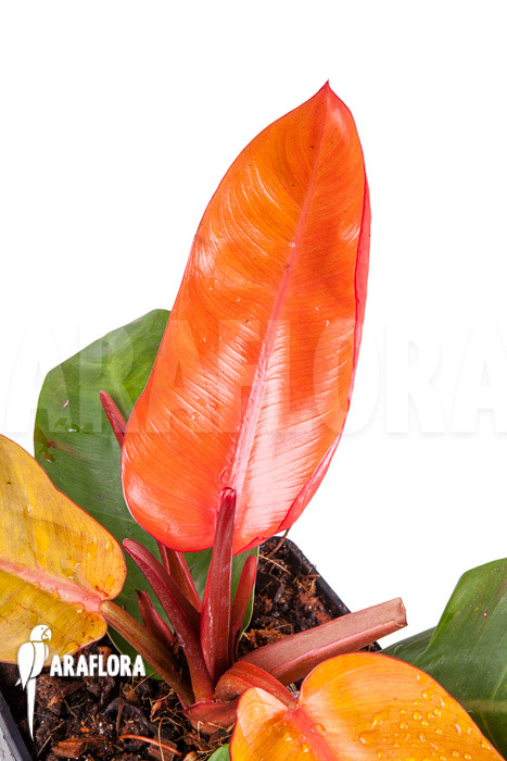 Philodendron x ‚Prince of Orange‘