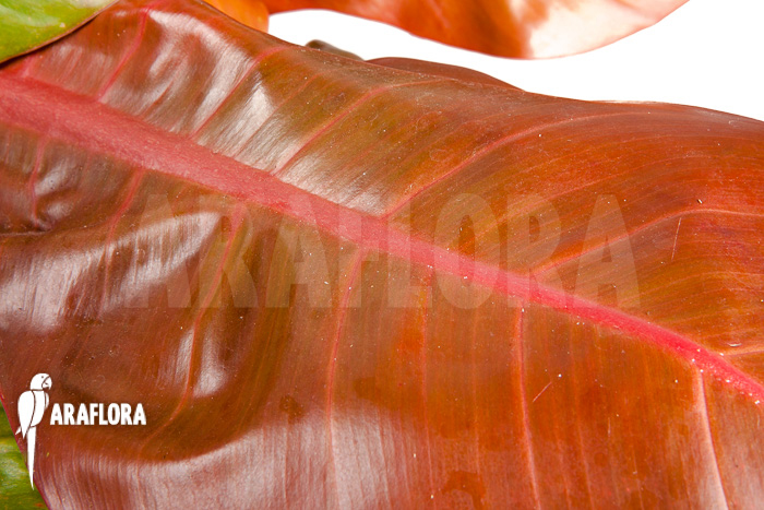 Philodendron x ‚Prince of Orange‘ ‚S‘