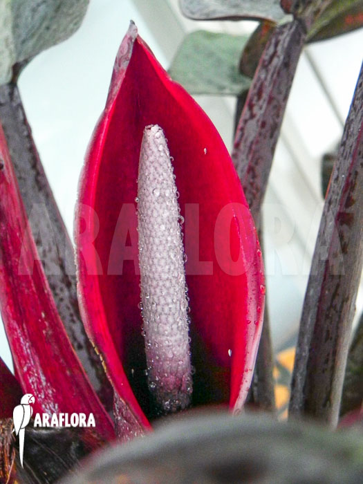 Philodendron x ‚Red Baron‘ flower