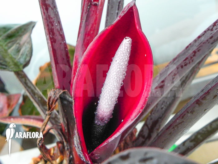 Philodendron x ‚Red Baron‘ flower
