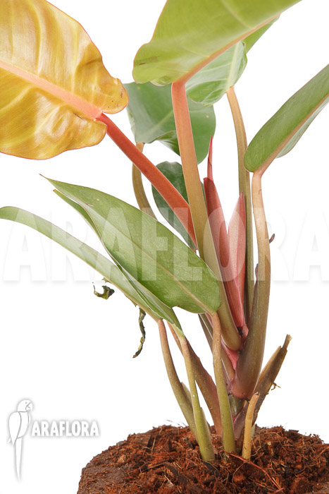 Philodendron x ‚Sun Red‘