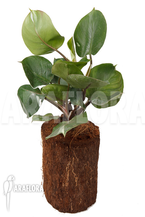 Philodendron x ‚White Knight‘