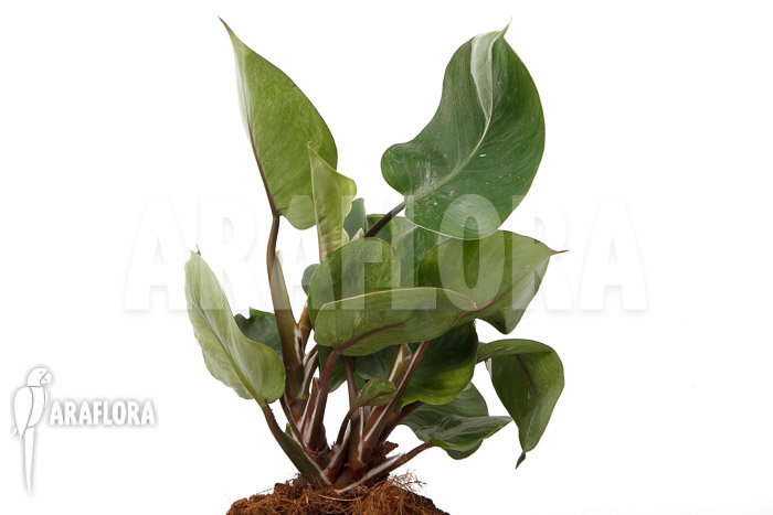 Philodendron x ‚White Knight‘