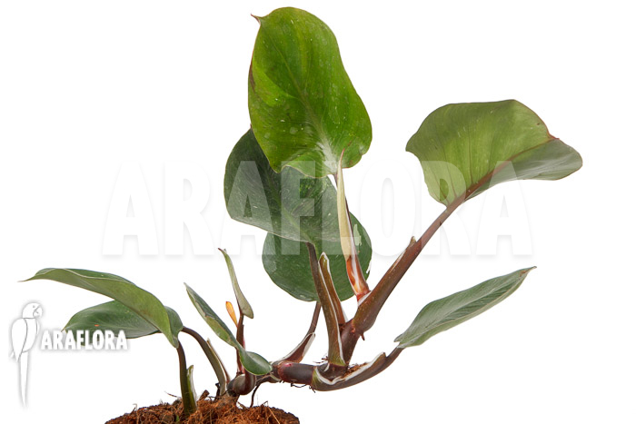 Philodendron x ‚White Knight‘ ‚M‘