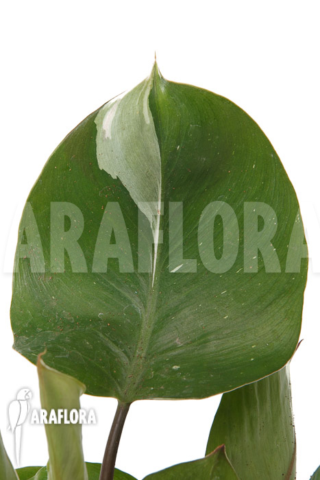 Philodendron x ‚White Knight‘ ‚M‘