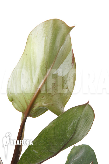 Philodendron x ‚White Knight‘ ‚M‘