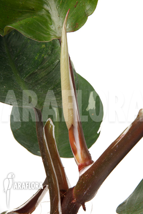 Philodendron x ‚White Knight‘ ‚M‘