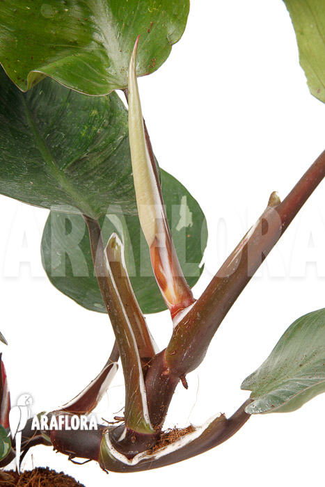 Philodendron x ‚White Knight‘ ‚M‘