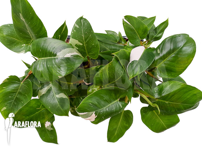 Philodendron x ‚White Princess‘