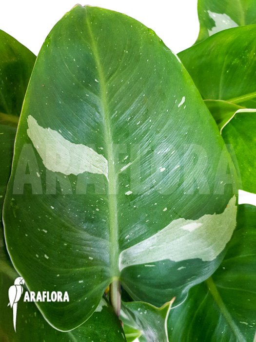 Philodendron x ‚White Princess‘