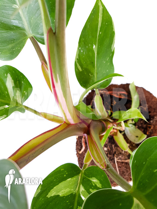 Philodendron x ‚White Princess‘