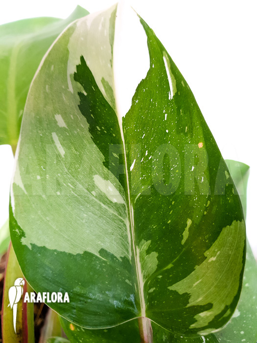 Philodendron x ‚White Princess‘