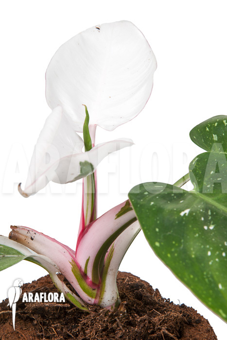 Philodendron x ‚White Princess‘ ‚A‘ ‚Starter‘