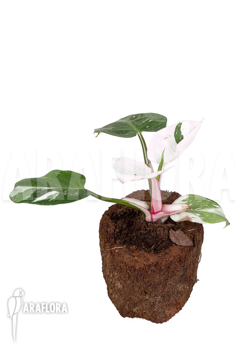 Philodendron x ‚White Princess‘ ‚A‘ ‚Starter‘