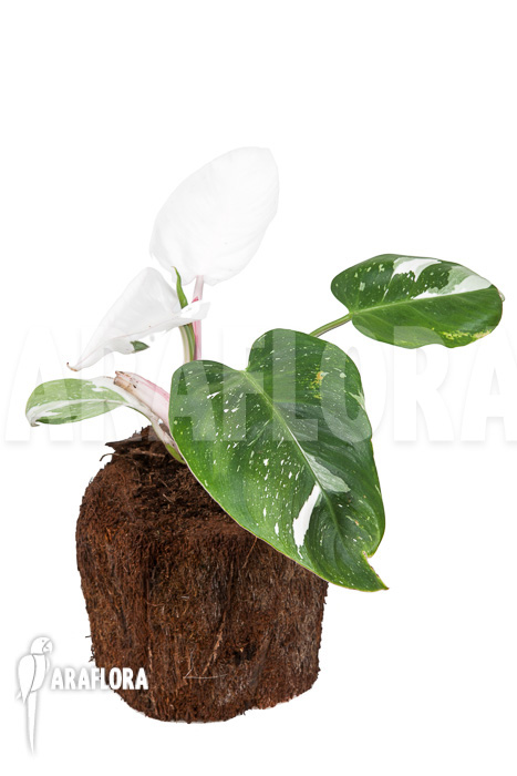 Philodendron x ‚White Princess‘ ‚A‘ ‚Starter‘