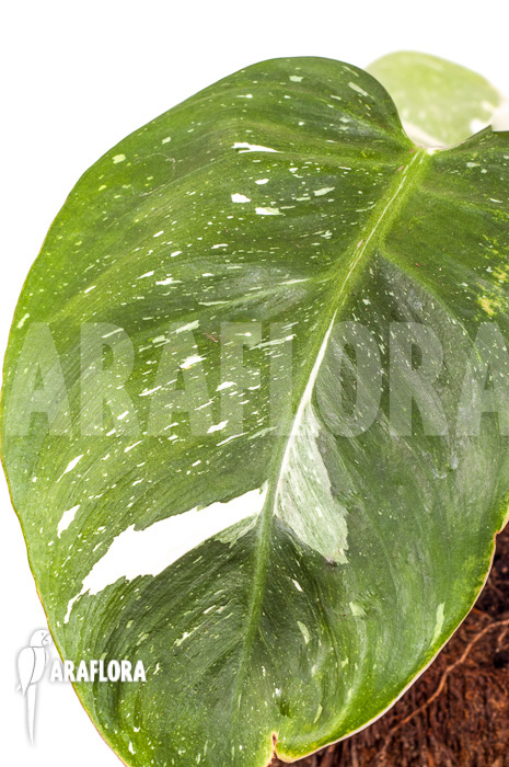 Philodendron x ‚White Princess‘ ‚A‘ ‚Starter‘