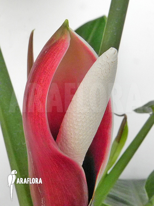 Flower Philodendron x ‚Jungle Green‘