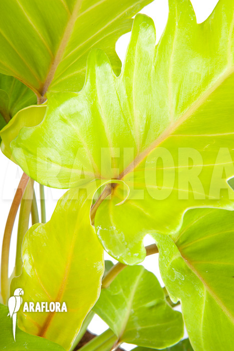 Philodendron xanadu Gold “L”