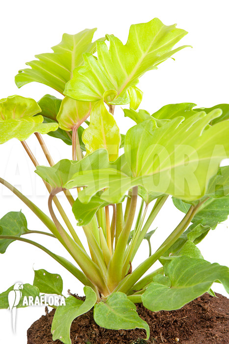 Philodendron xanadu Gold “L”