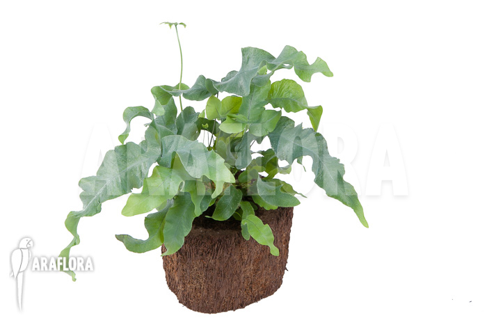 Phlebodium aureum ‚Big‘