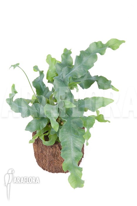 Phlebodium aureum ‚Big‘