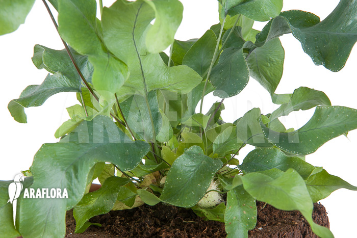 Phlebodium aureum ‚Big‘