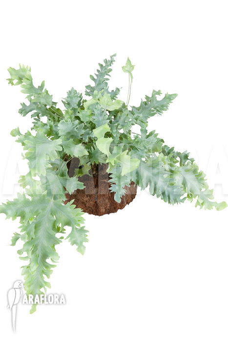 Phlebodium aureum davana