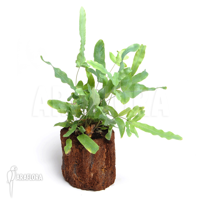 Phlebodium aureum mandaianum