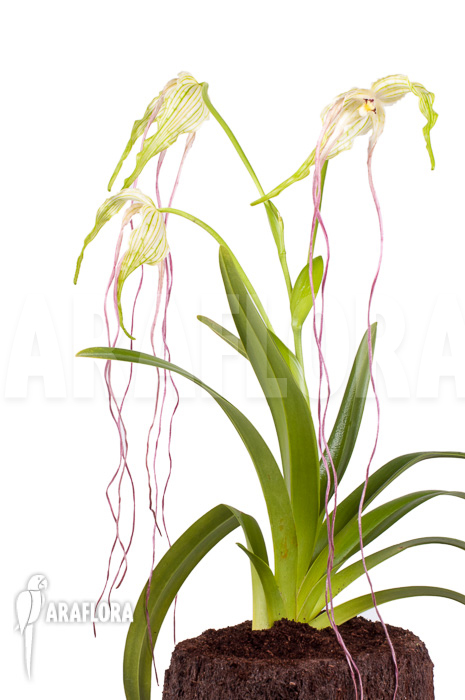Phragmipedium lindenii