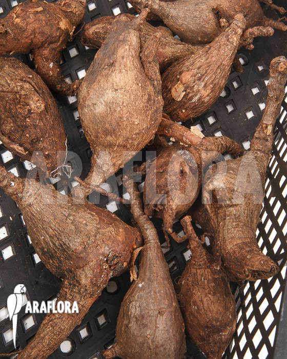 Phyllanthus mirabilis ‚S‘