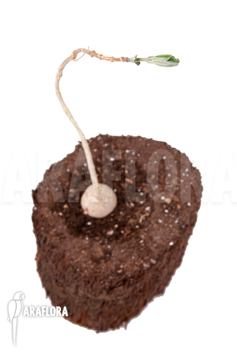 Phyllanthus mirabilis ‚Starter‘