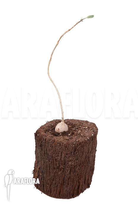 Phyllanthus mirabilis ‚Starter‘