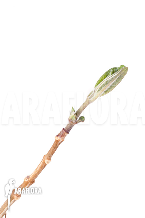 Phyllanthus mirabilis ‚Starter‘