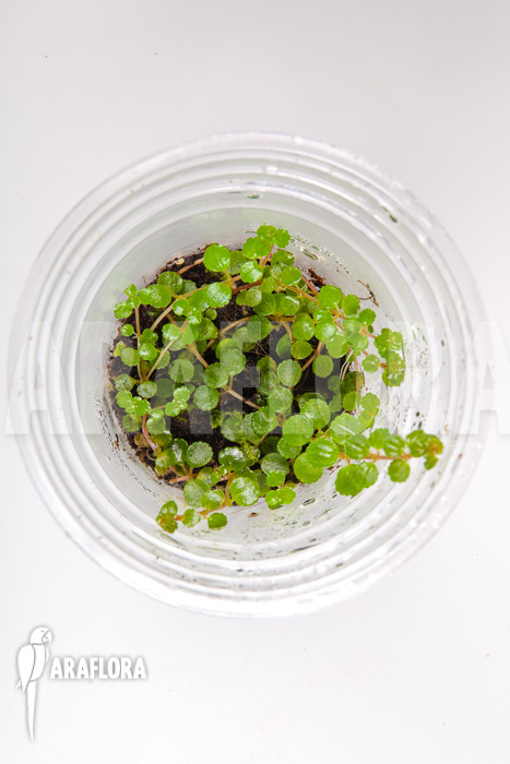 Pilea depressa ‚Starter‘