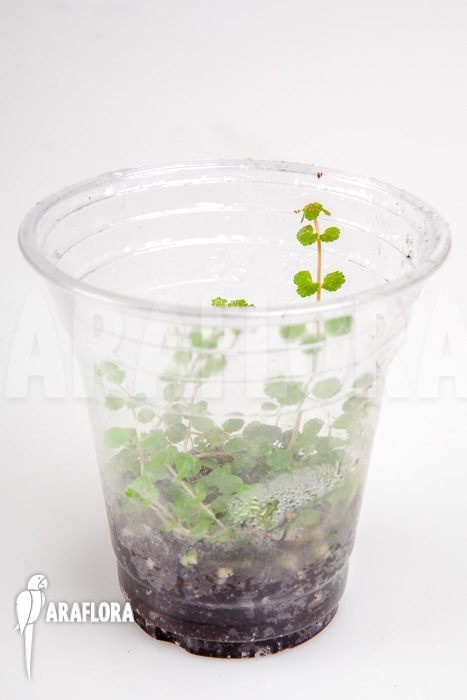 Pilea depressa ‚Starter‘