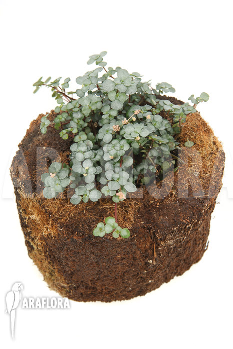 Pilea glauca ‚M‘