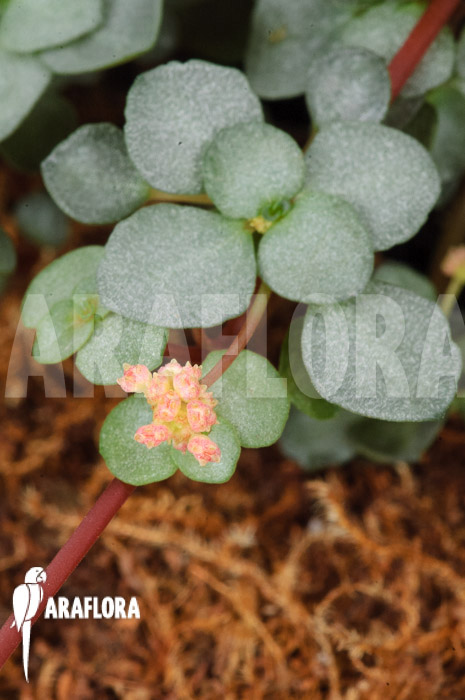 Pilea glauca ‚M‘