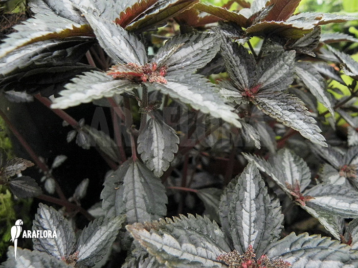 Pilea involucrata ‚Liner‘