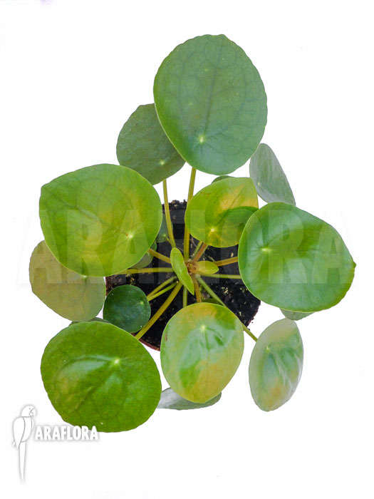 Pilea peperomioides Starter