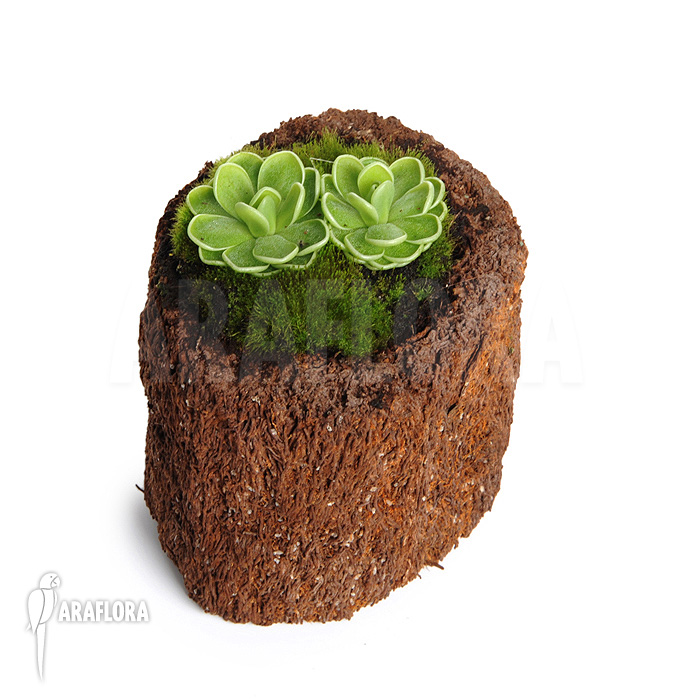 Pinguicula ehlersiae