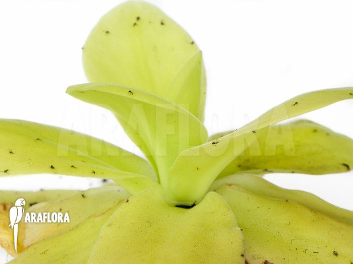 Pinguicula gigantea