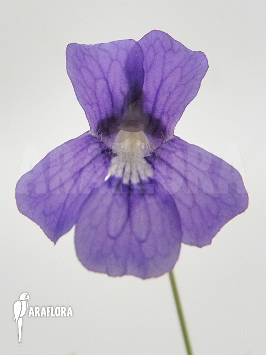 Pinguicula grandiflora ‚Flower‘