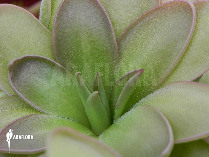Pinguicula hemiepiphytica