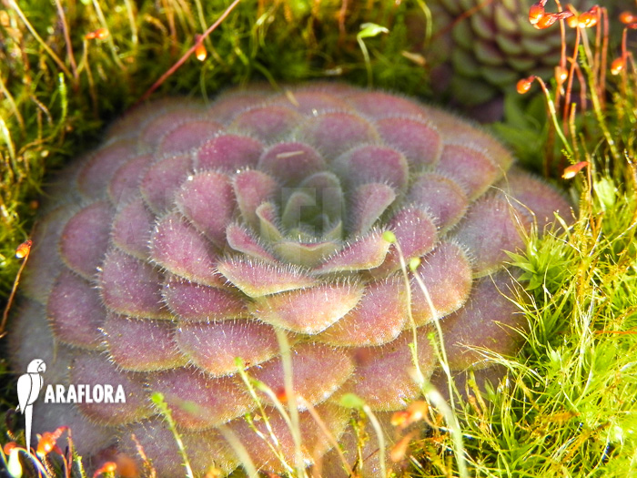 Pinguicula laueana
