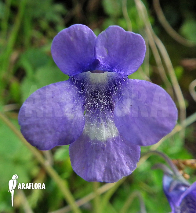 Pinguicula leptoceras